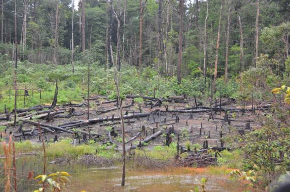 Mata queimada na viagem entre Macapá e Oiapoque - AP